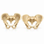 Adult Male/Female Pelvis